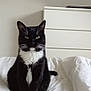 cat, tuxedo_cat, pet, indoor, bed, white_bedspread, furniture, dresser, black_and_white, animal, feline, sitting, calm, green_eyes, whiskers, ears, fur, domestic_cat, household, resting