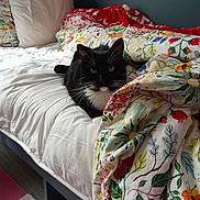Chaussettes a rejoint le concours — aidez-le/la à gagner de superbes lots ! cat, bed, blanket, pillow, floral_pattern, black_and_white, indoor, cozy, relaxed, feline, pet, animal, comfort, resting, soft_lighting, fabric, home, colorful, curious, whiskers