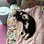 Chaussettes participe au concours pour gagner de l'argent avec cette photo : cat, black_and_white_cat, bed, blanket, pillow, floral_pattern, indoor, cozy, relaxed, stretching, feline, pet, soft_texture, home, comfort, pink, colorful, sleeping_area, resting, domestic_animal