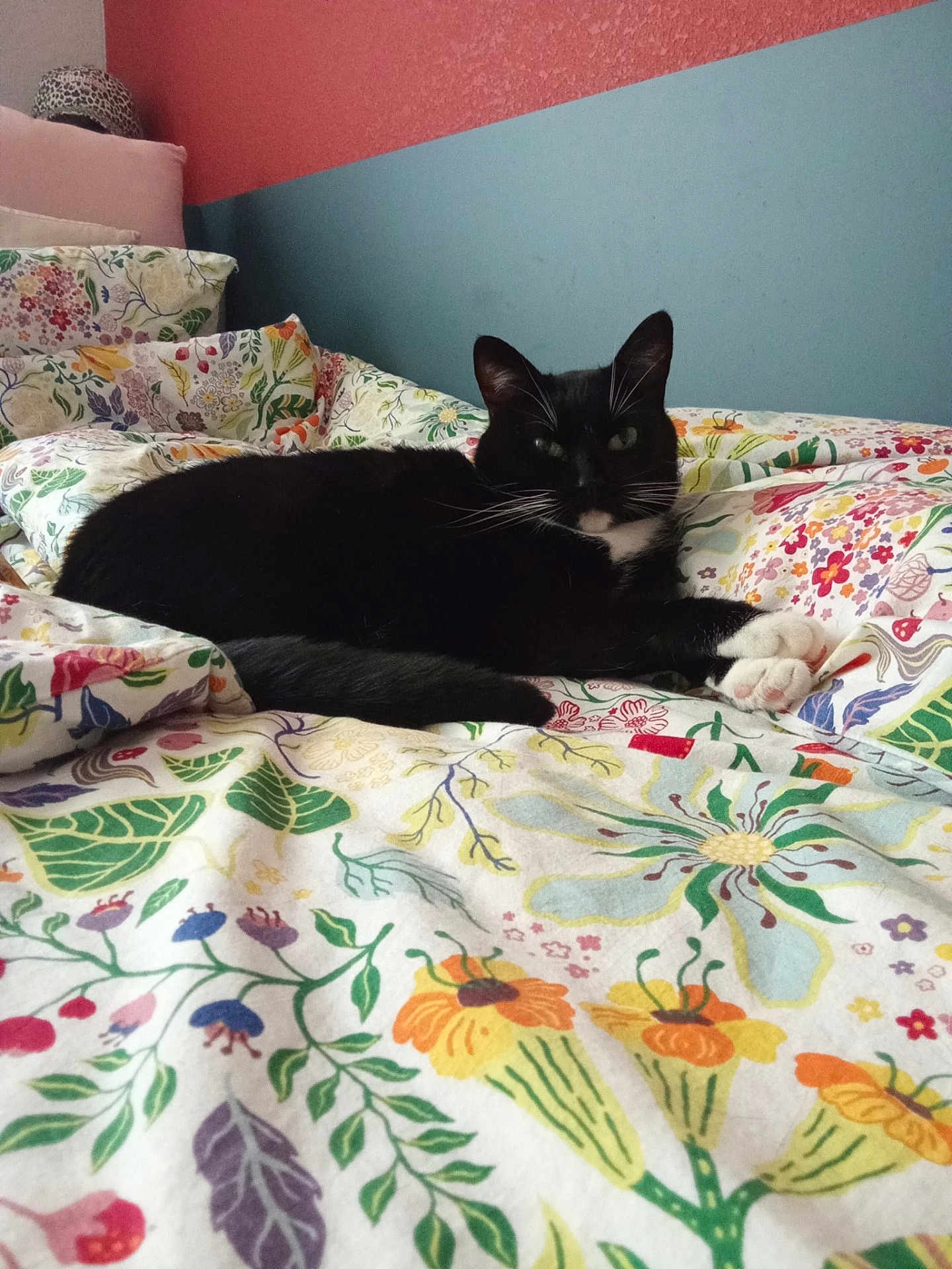 Chaussettes a rejoint le concours — aidez-le/la à gagner de superbes lots ! cat, black_and_white, bed, floral_bedspread, indoor, relaxed, pet, feline, pillow, cozy, animal, resting, whiskers, ears, tail, domestic_cat, cute, soft_light, home, comfortable