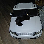 Lunaliliath is registered to the contest to win money with this photo: black_cat, toy_car, land_rover, indoor, wooden_floor, pet, animal, cat, vehicle, white_car, floor, glowing_eyes, feline, domestic_cat, resting, curious, eyes, small_car, toy, playful