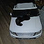black_cat, toy_car, land_rover, indoor, wooden_floor, pet, animal, cat, vehicle, white_car, floor, glowing_eyes, feline, domestic_cat, resting, curious, eyes, small_car, toy, playful