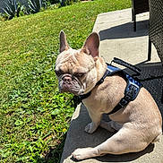 Bentley is registered to the contest to win money with this photo: dog, french_bulldog, pet, outdoor, grass, concrete, sunlight, shadow, harness, side_view, animal, small_dog, sitting, greenery, backyard, wall, plants, daylight, expression, canine