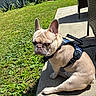 dog, french_bulldog, pet, outdoor, grass, concrete, sunlight, shadow, harness, side_view, animal, small_dog, sitting, greenery, backyard, wall, plants, daylight, expression, canine
