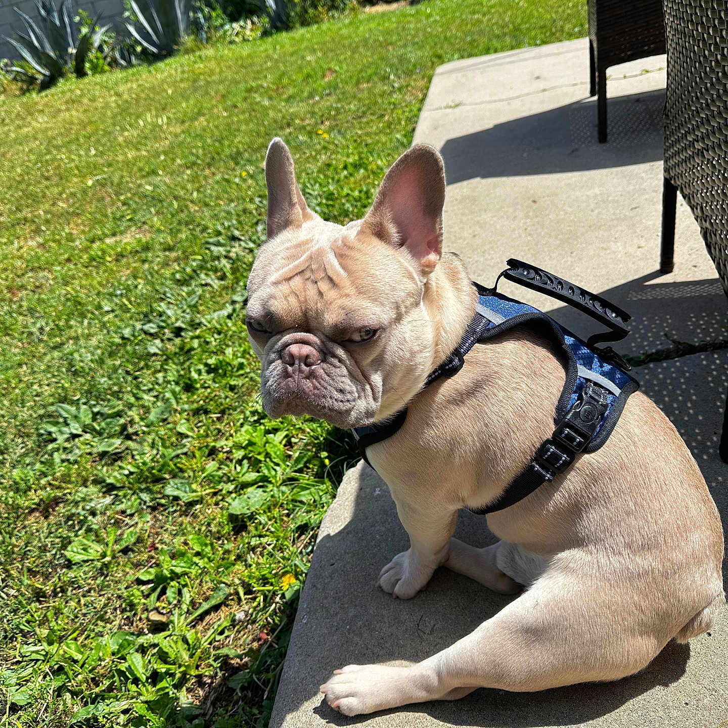 Bentley is registered to the contest to win money with this photo: dog, french_bulldog, pet, outdoor, grass, concrete, sunlight, shadow, harness, side_view, animal, small_dog, sitting, greenery, backyard, wall, plants, daylight, expression, canine