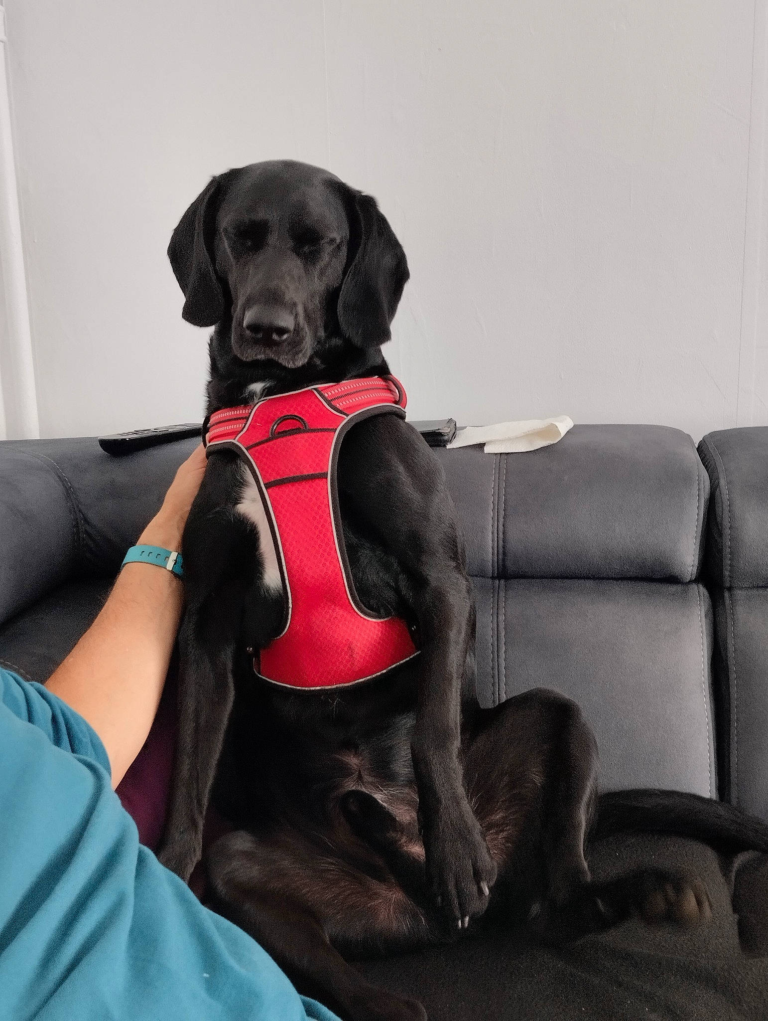 Koba participe au concours pour gagner de l'argent avec cette photo : carnivore, collar, comfort, companion_dog, couch, dog, dog_breed, dog_collar, dog_supply, fawn, fur, grey, leash, liver, personal_protective_equipment, pet_supply, sitting, snout, sporting_group, working_animal