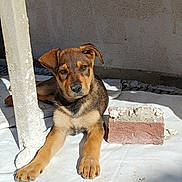 Picky participe au concours pour gagner de l'argent avec cette photo : puppy, dog, animal, pet, brown, black, fur, paw, lying_down, sunlight, outdoor, brick, wall, pillar, resting, young, cute, canine, shadow, ground