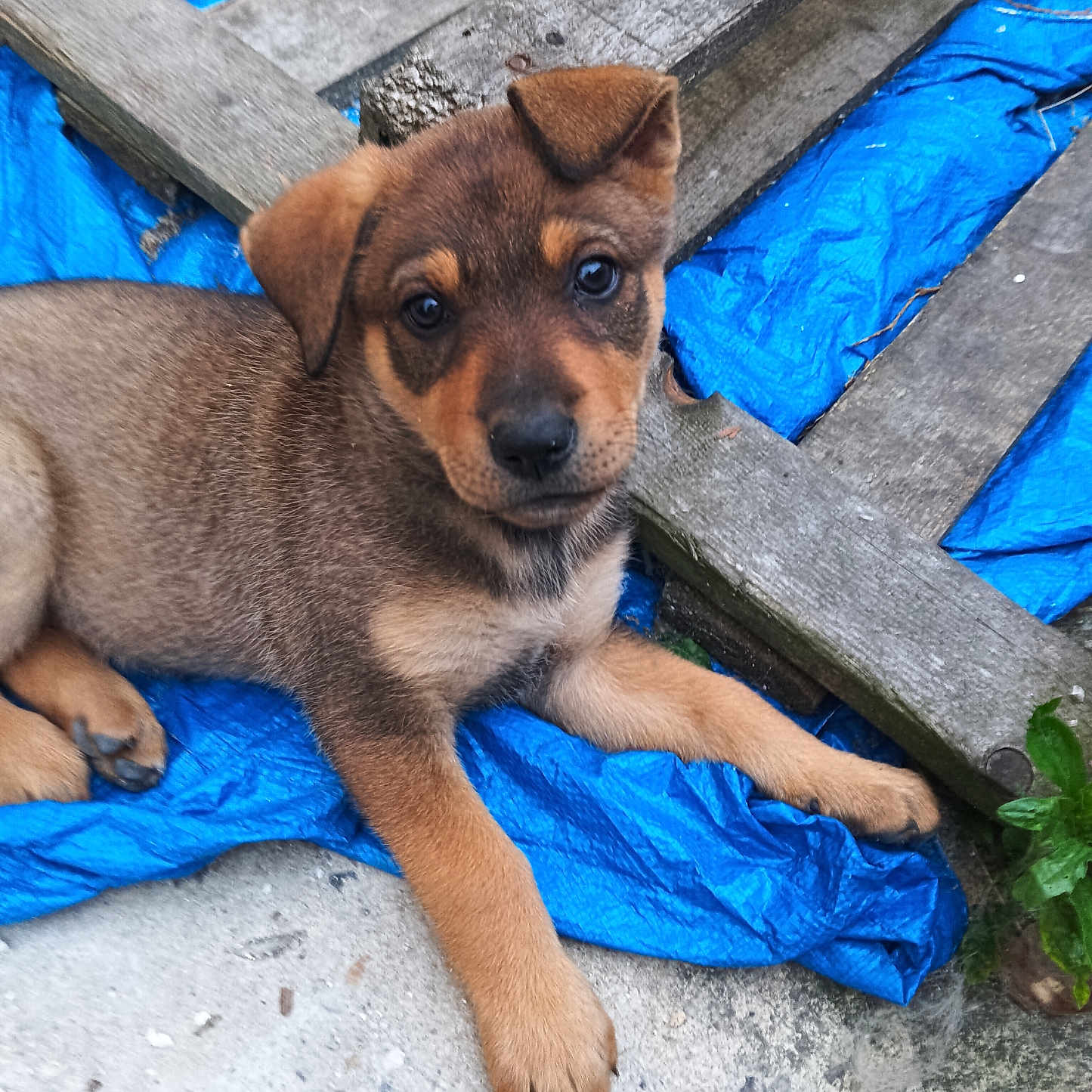 Picky participe au concours pour gagner de l'argent avec cette photo : animal, blue_tarp, brown_fur, concrete, curious, cute, dog, ears, fur, looking_at_camera, lying_down, nature, outdoor, paw, pet, plant, puppy, small_dog, wooden_planks, young_dog