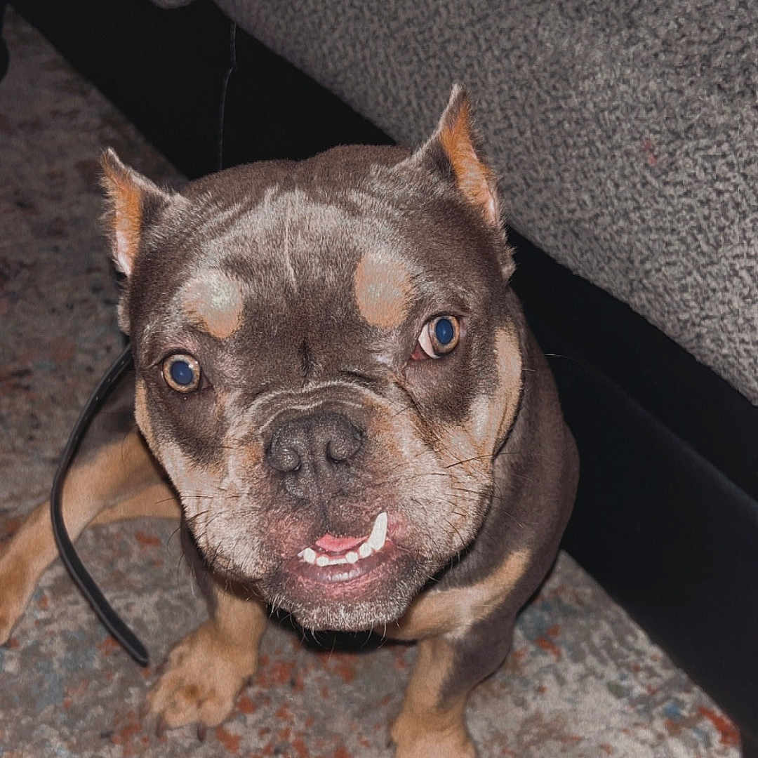 Snooty is registered to the contest to win money with this photo: animal, architecture, baby, boxer, building, bulldog, canine, couch, dog, frenchbulldog, furniture, hound, indoors, interiordesign, livingroom, person, pet, pitbull, pug, puppy