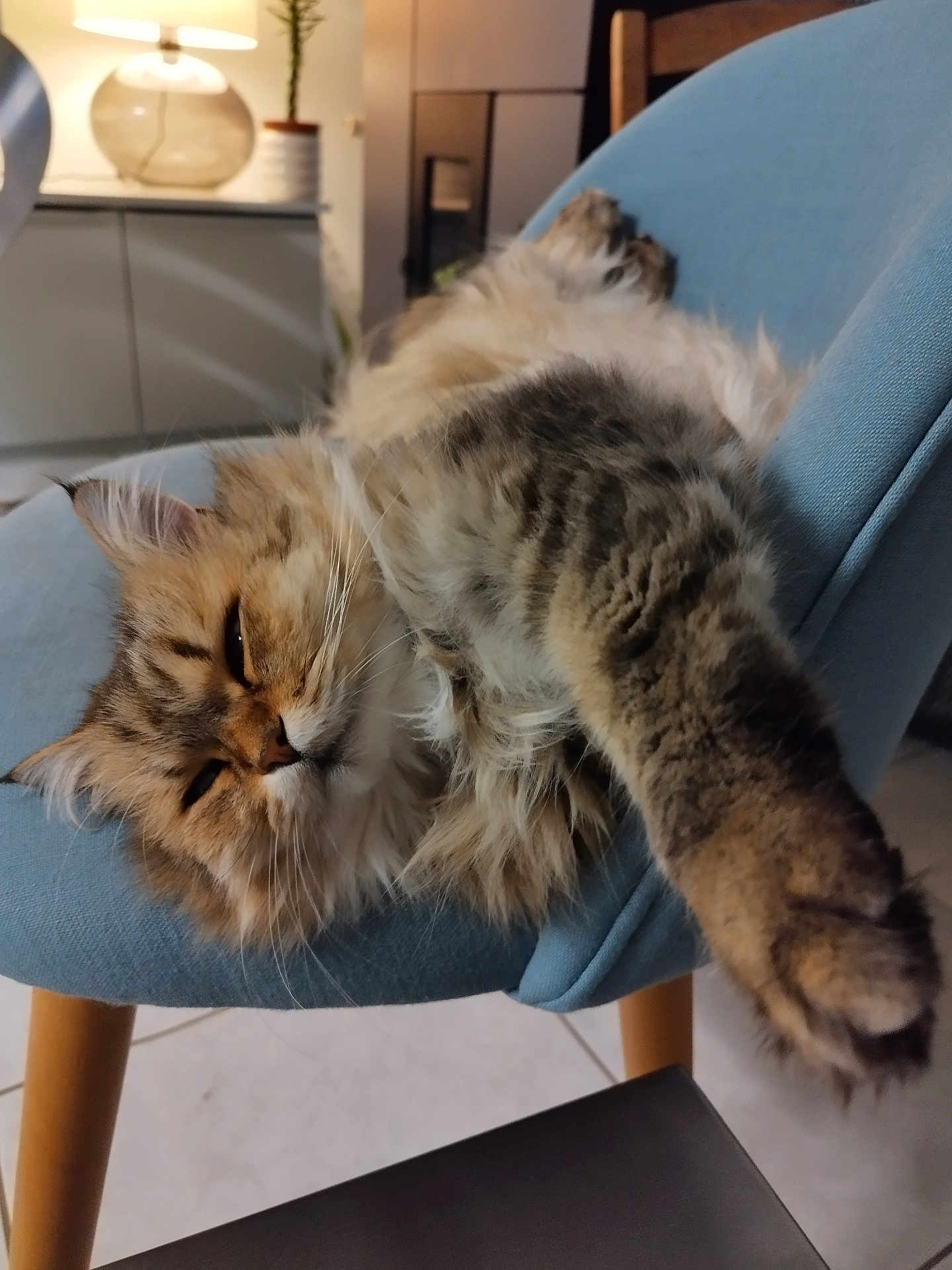 Nun participe au concours pour gagner de l'argent avec cette photo : cat, tabby, fluffy, chair, indoor, relaxing, stretching, paw, furniture, cozy, lamp, potted_plant, wooden_leg, soft_fabric, home, pet, sleepy, comfort, fur, animal
