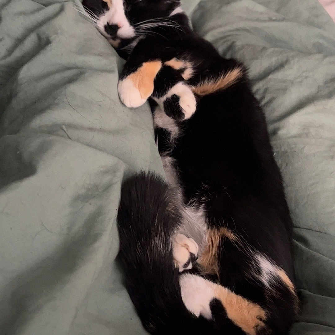 Nightmare is registered to the contest to win money with this photo: abyssinian, animal, bed, bedroom, blanket, canine, cat, couch, cushion, dog, furniture, homedecor, indoors, kitten, manx, person, pet, quilt, room, sleeping