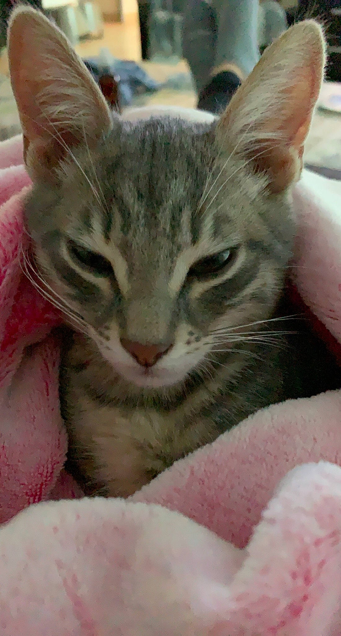 Mushu a rejoint le concours — aidez-le/la à gagner de superbes lots ! carnivore, cat, cat_bed, claw, comfort, domestic_short_haired_cat, ear, eye, fawn, felidae, fur, nap, paw, small_to_medium_sized_cats, snout, whiskers, window