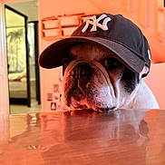 Pixel participe au concours pour gagner de l'argent avec cette photo : bulldog, dog, cap, hat, table, indoor, pet, animal, brown, white, face, closeup, reflection, furniture, room, door, window, casual, cute, portrait