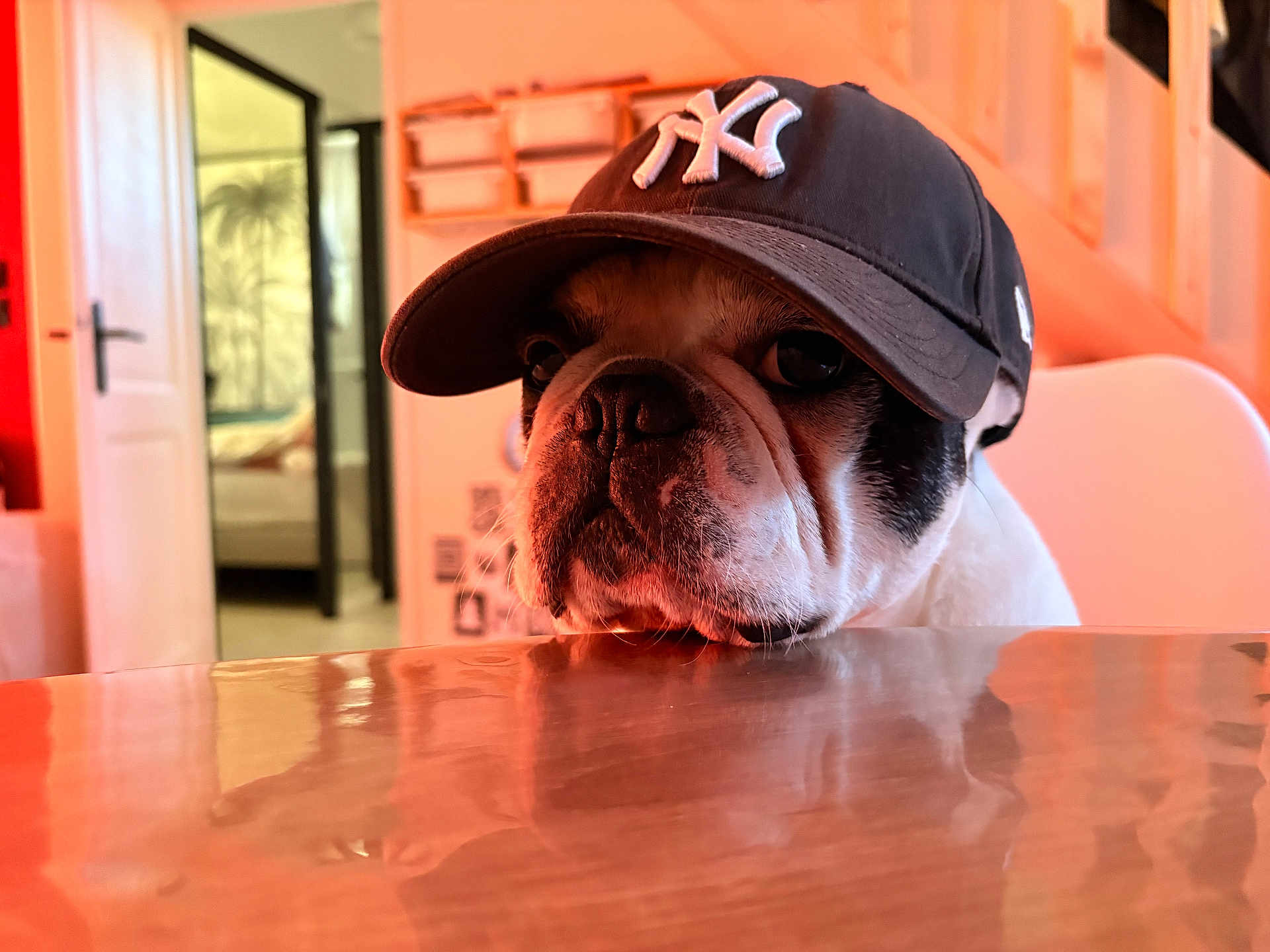 Pixel participe au concours pour gagner de l'argent avec cette photo : bulldog, dog, cap, hat, table, indoor, pet, animal, brown, white, face, closeup, reflection, furniture, room, door, window, casual, cute, portrait