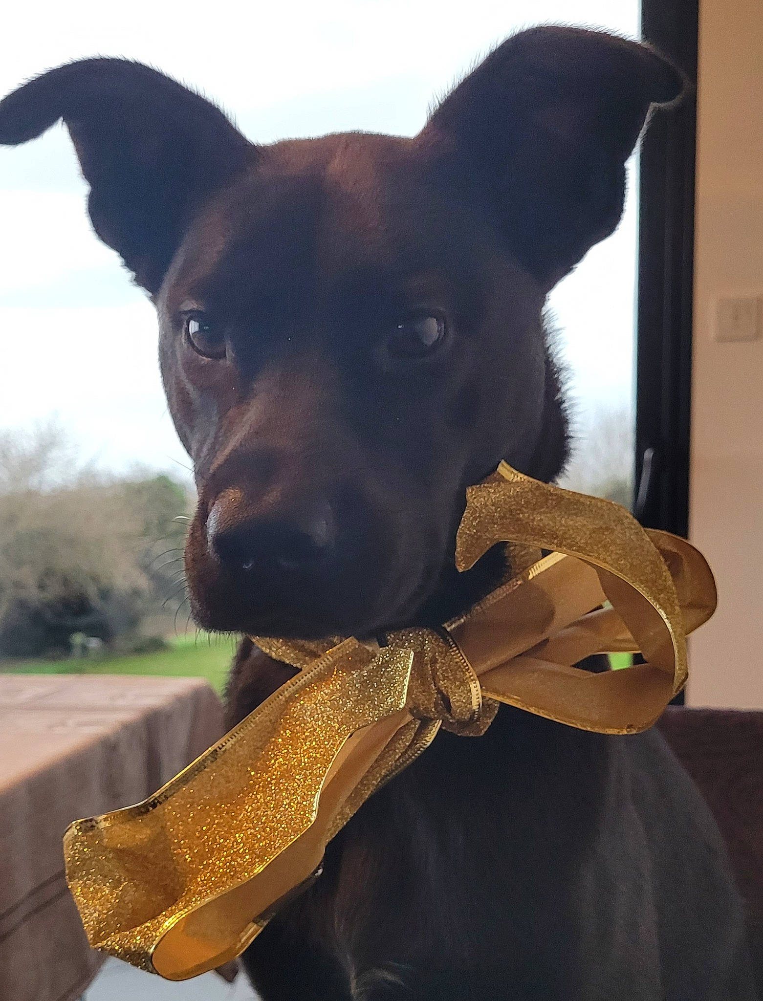 Savane participe au concours pour gagner de l'argent avec cette photo : bow_tie, canidae, carnivore, collar, companion_dog, dog, dog_breed, dog_collar, dog_supply, fashion_accessory, fawn, pet_supply, plant, sky, snout, sporting_group, tie, toy_dog, whiskers, working_animal