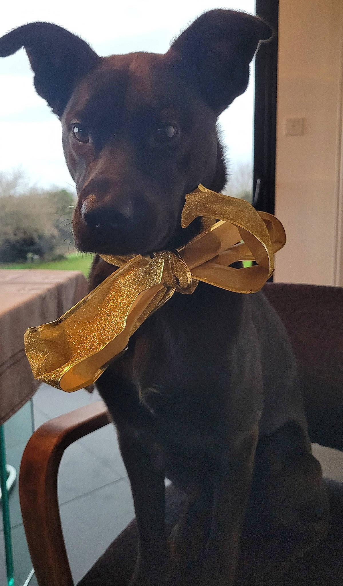 Savane participe au concours pour gagner de l'argent avec cette photo : canidae, carnivore, collar, companion_dog, dog, dog_breed, dog_collar, fawn, formal_wear, fur, guard_dog, mammal, pet_supply, sky, snout, sporting_group, toy_dog, whiskers, working_animal, working_dog
