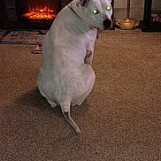 Sugar is registered to the contest to win money with this photo: dog, white_dog, carpet, indoor, pet, furniture, plant, lamp, fireplace, home, cozy, looking_back, animal, floor, decor, houseplant, lighting, room, domestic, companion