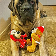 Samantha is registered to the contest to win money with this photo: animal, brown_dog, carpet, christmas, cute, dog, elf_hat, festive, funny, holiday, indoor, large_dog, lying_down, pet, plush_toy, red_hat, relaxed, stuffed_toy, teddy_bear, toy