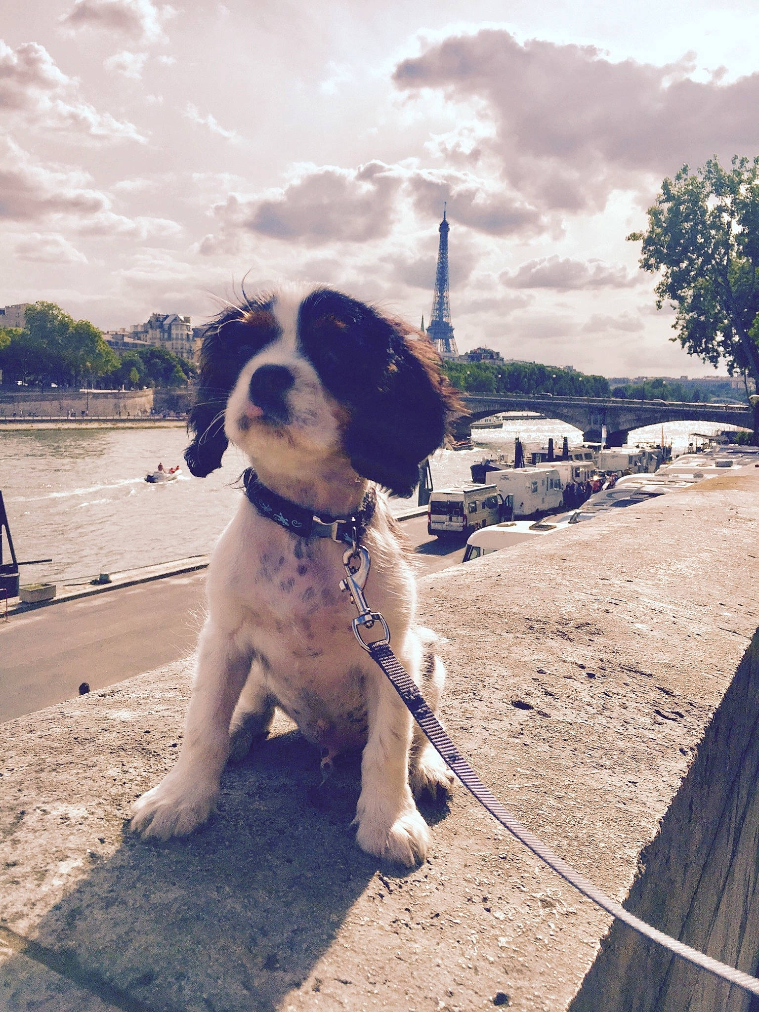 Oby a rejoint le concours — aidez-le/la à gagner de superbes lots ! canidae, carnivore, companion_dog, dog, dog_breed, fawn, mammal, rare_breed_dog, snout, sporting_group, st_bernard, vertebrate, working_dog