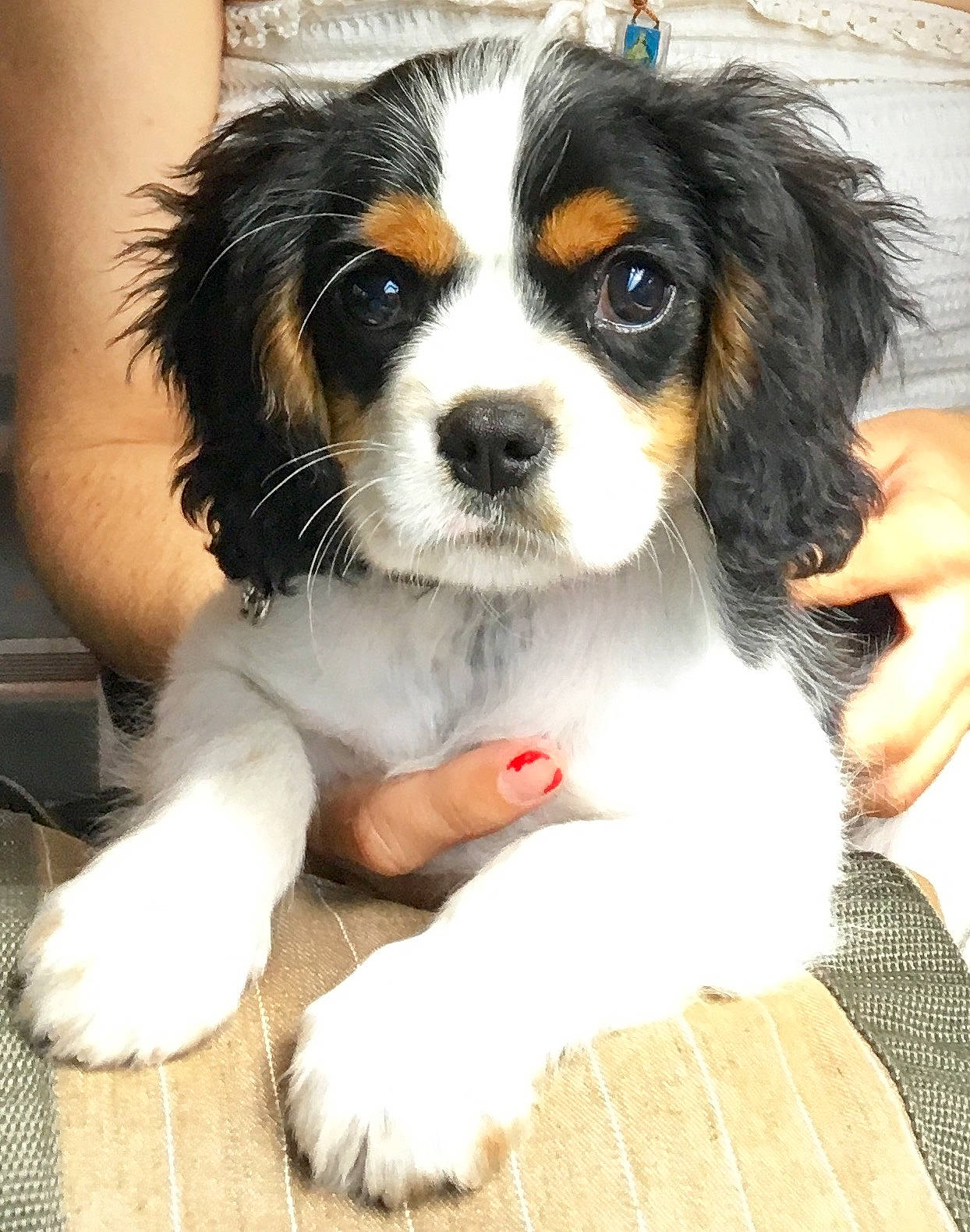 Oby a rejoint le concours — aidez-le/la à gagner de superbes lots ! beaglier, canidae, carnivore, cavalier, cavalier_king_charles_spaniel, companion_dog, dog, dog_breed, king_charles_spaniel, mammal, phalene, puppy, puppy_love, rare_breed_dog, snout, spaniel, sporting_group, toy_dog, vertebrate