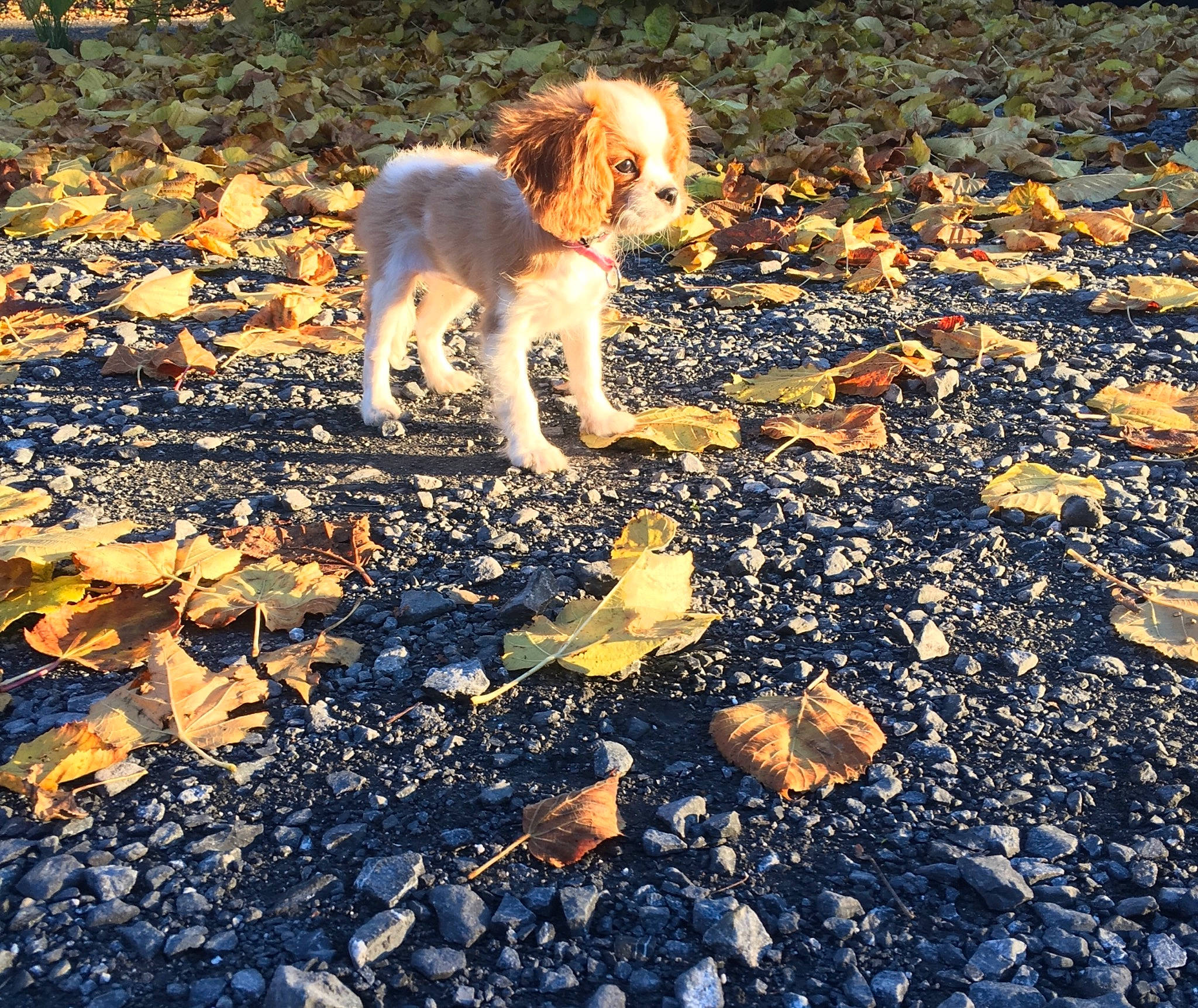 Obyta a rejoint le concours — aidez-le/la à gagner de superbes lots ! autumn, canidae, carnivore, companion_dog, dog, dog_breed, english_cocker_spaniel, leaf, spaniel, spinone_italiano, sporting_group, sunlight, water, welsh_springer_spaniel