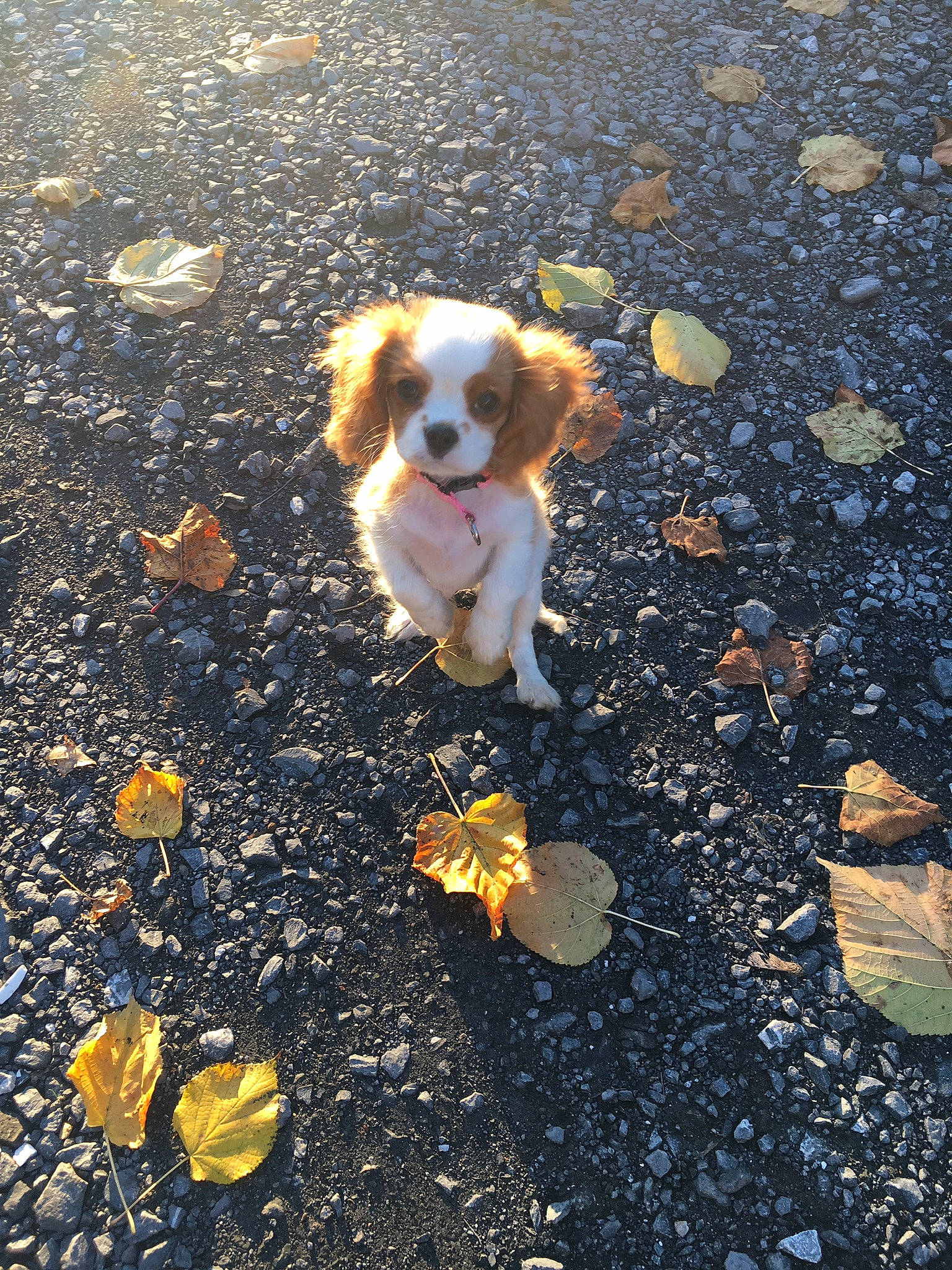 Obyta participe au concours pour gagner de l'argent avec cette photo : asphalt, autumn, canidae, carnivore, cavalier_king_charles_spaniel, companion_dog, dog, dog_breed, fawn, leaf, puppy, road, road_surface, sidewalk, small_greek_domestic_dog, soil, sporting_group, street, yellow