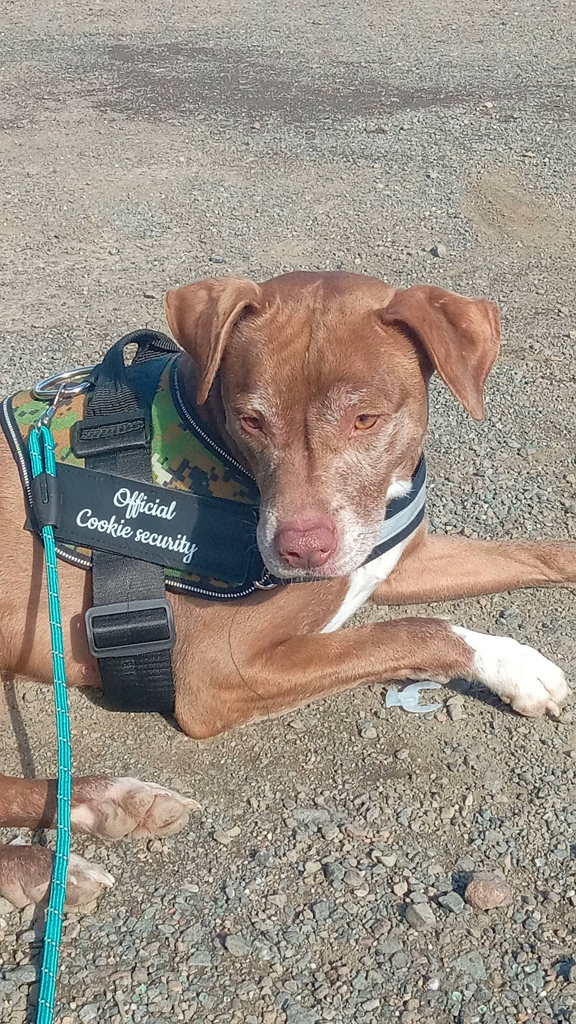 Sharky Brown is registered to the contest to win money with this photo: canidae, carnivore, collar, companion_dog, dog, dog_breed, dog_collar, dog_supply, fawn, hunting_dog, leash, liver, paw, pet_supply, snout, soil, sporting_group, webbing, working_animal, working_terrier