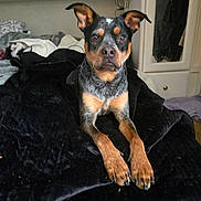 Sawyer joined the competition — help win amazing prizes! attentive, bed, bedroom, black_blanket, blanket, curious, dog, dresser, ears, eyes, fur, indoor, mirror, nose, paws, pet, pillow, portrait, shelf, sitting