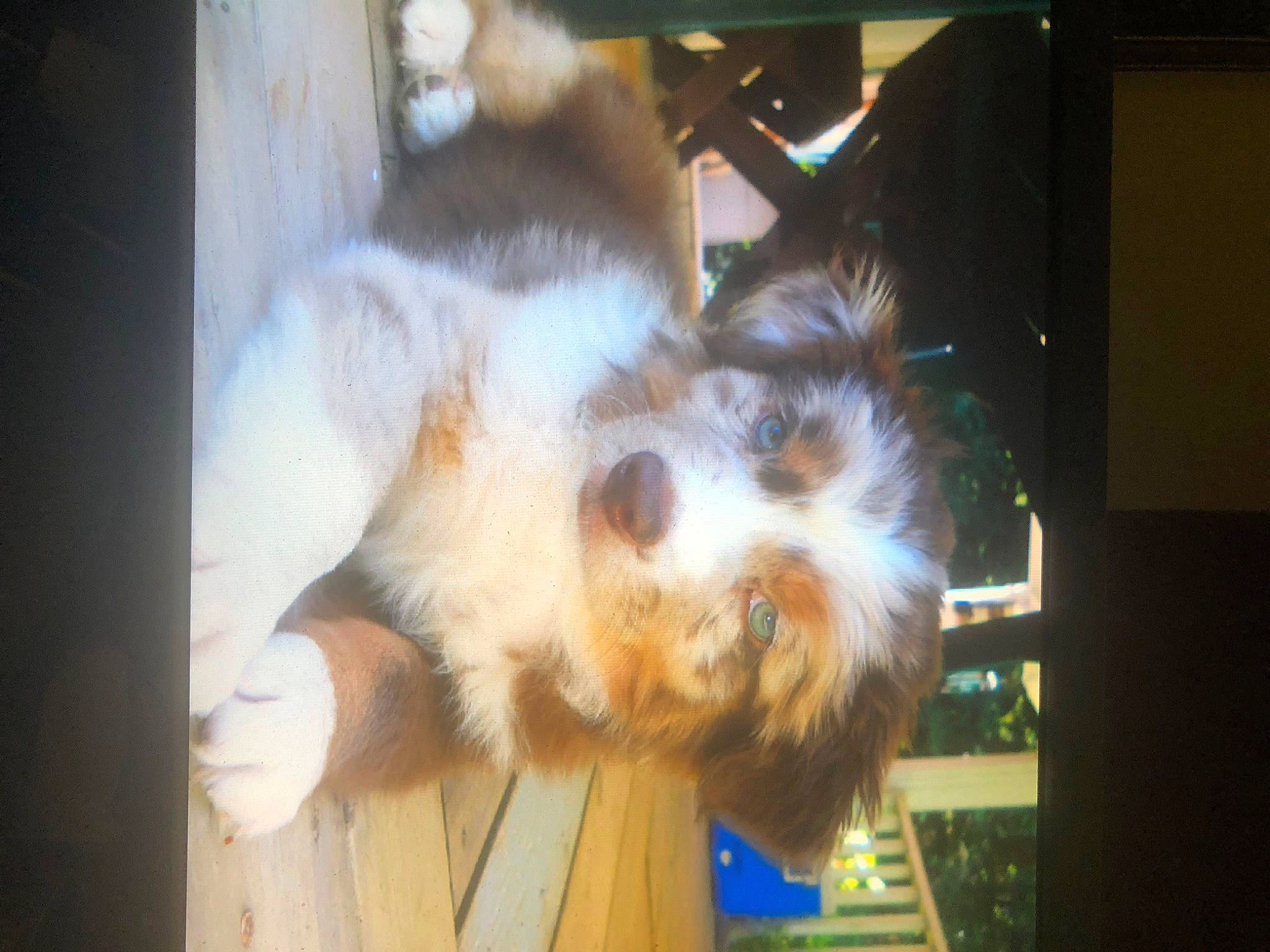 Bear Lee is registered to the contest to win money with this photo: canidae, carnivore, companion_dog, display_device, dog_breed, fawn, felidae, fur, paw, room, small_to_medium_sized_cats, snout, sporting_group, tail, toy_dog, whiskers