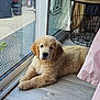 animal, canine, cozy, cute, dog, domestic_animal, floor, fur, glass_door, golden_retriever, home, indoor, laying_down, looking_at_camera, pet, puppy, relaxed, resting, window, young_dog