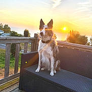 Snow participe au concours pour gagner de l'argent avec cette photo : dog, sunset, outdoor, patio, couch, wooden_deck, fence, nature, sky, sun, lens_flare, tree, animal, pet, sitting, collar, grass, house, relaxation, evening