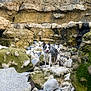 dog, rocks, moss, wet, outdoor, nature, animal, cliff, stone, pet, border_collie, tongue_out, landscape, wild, rough_terrain, adventure, curious, daylight, exploration, environment
