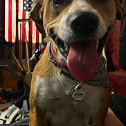 Shiba joined the competition — help win amazing prizes! dog, tongue, collar, tag, american_flag, indoor, pet, close_up, brown, white, happy, blurred, fur, tongue_out, canine, room, furniture, background, domestic, animal