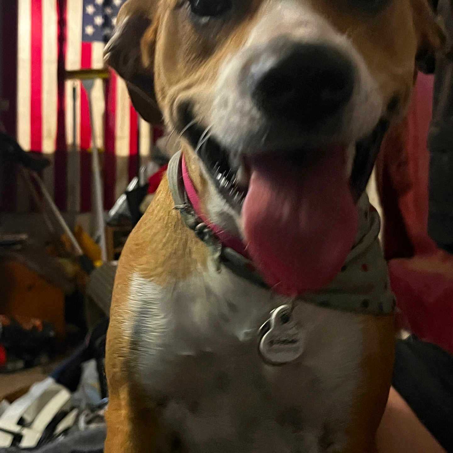 Shiba joined the competition — help win amazing prizes! american_flag, animal, background, blurred, brown, canine, close_up, collar, dog, domestic, fur, furniture, happy, indoor, pet, room, tag, tongue, tongue_out, white