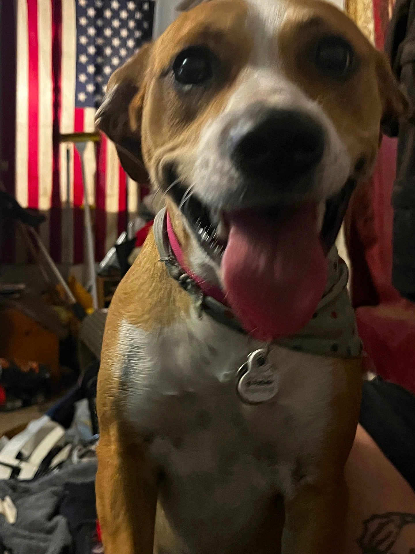 Shiba joined the competition — help win amazing prizes! dog, tongue, collar, tag, american_flag, indoor, pet, close_up, brown, white, happy, blurred, fur, tongue_out, canine, room, furniture, background, domestic, animal