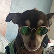 Tiny is registered to the contest to win money with this photo: dog, sunglasses, clothing, green_outfit, indoor, portrait, pet, small_dog, brown_and_black, fashion, accessories, bed, bedding, home, phone_screenshot, screen_capture, round_glasses, funny, costume, animal