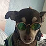 dog, sunglasses, clothing, green_outfit, indoor, portrait, pet, small_dog, brown_and_black, fashion, accessories, bed, bedding, home, phone_screenshot, screen_capture, round_glasses, funny, costume, animal