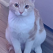 Puddin is registered to the contest to win money with this photo: cat, animal, pet, indoor, floor, wooden_floor, sitting, cream_color, white_color, curious, looking, ears, tail, feline, whiskers, domestic_animal, closeup, front_view, household, cute