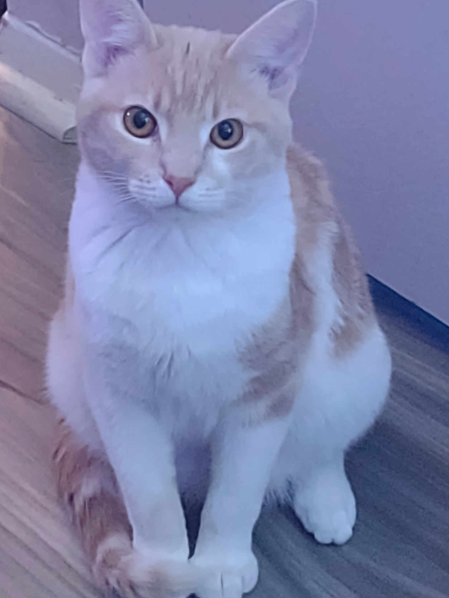 Puddin is registered to the contest to win money with this photo: cat, animal, pet, indoor, floor, wooden_floor, sitting, cream_color, white_color, curious, looking, ears, tail, feline, whiskers, domestic_animal, closeup, front_view, household, cute