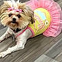 dog, small_dog, fluffy, pink_bows, tutu, yellow_outfit, pet_clothing, floor, wooden_floor, lying_down, cute, adorable, indoor, fur, animal, domestic_animal, portrait, pet_accessories, pink, yellow