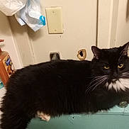 Fester is registered to the contest to win money with this photo: cat, black_and_white, feline, pet, indoor, bathroom, cabinet, yellow_eyes, fur, whiskers, door, hole_in_wall, soap_bottles, sink, floor, curious, relaxed, home, animal, domestic