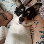 Lola joined the competition — help win amazing prizes! dog, small_dog, pet, lying_down, bed, tattoos, legs, ears, fur, black_and_white, brown_markings, eyes, nose, snowflake_pattern, blanket, indoor, cute, animal, close_up, resting