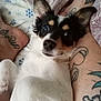 dog, small_dog, pet, lying_down, bed, tattoos, legs, ears, fur, black_and_white, brown_markings, eyes, nose, snowflake_pattern, blanket, indoor, cute, animal, close_up, resting