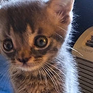 Pistol Pete is registered to the contest to win money with this photo: kitten, cat, fur, whiskers, eyes, closeup, pet, animal, cute, young, feline, indoor, blurred, portrait, soft, curious, small, mammal, tabby, face