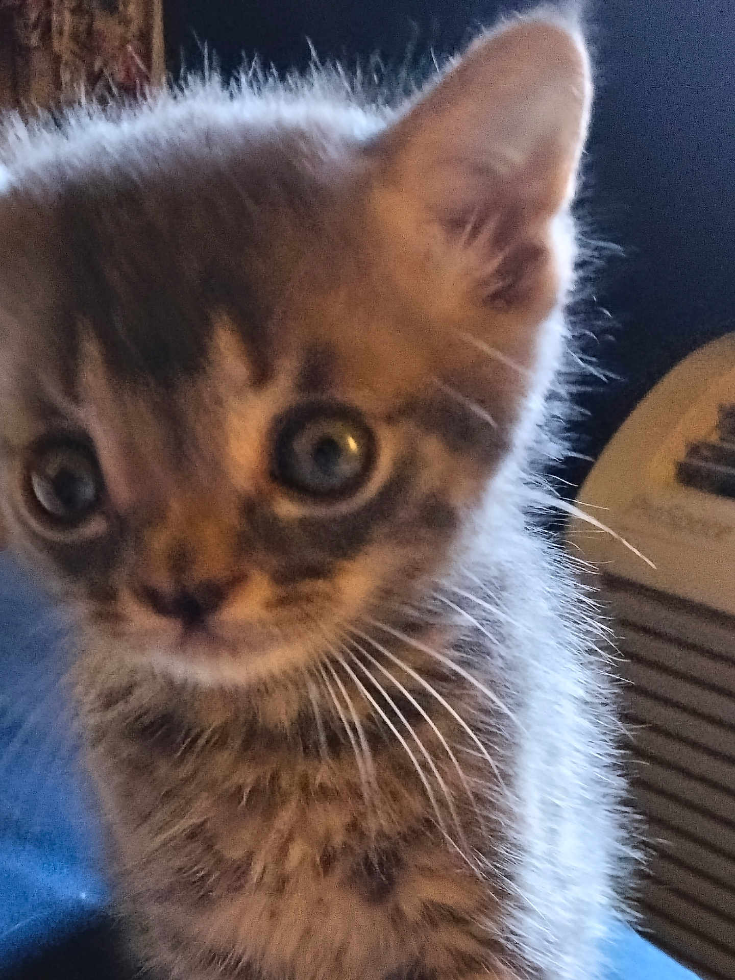 Pistol Pete is registered to the contest to win money with this photo: kitten, cat, fur, whiskers, eyes, closeup, pet, animal, cute, young, feline, indoor, blurred, portrait, soft, curious, small, mammal, tabby, face