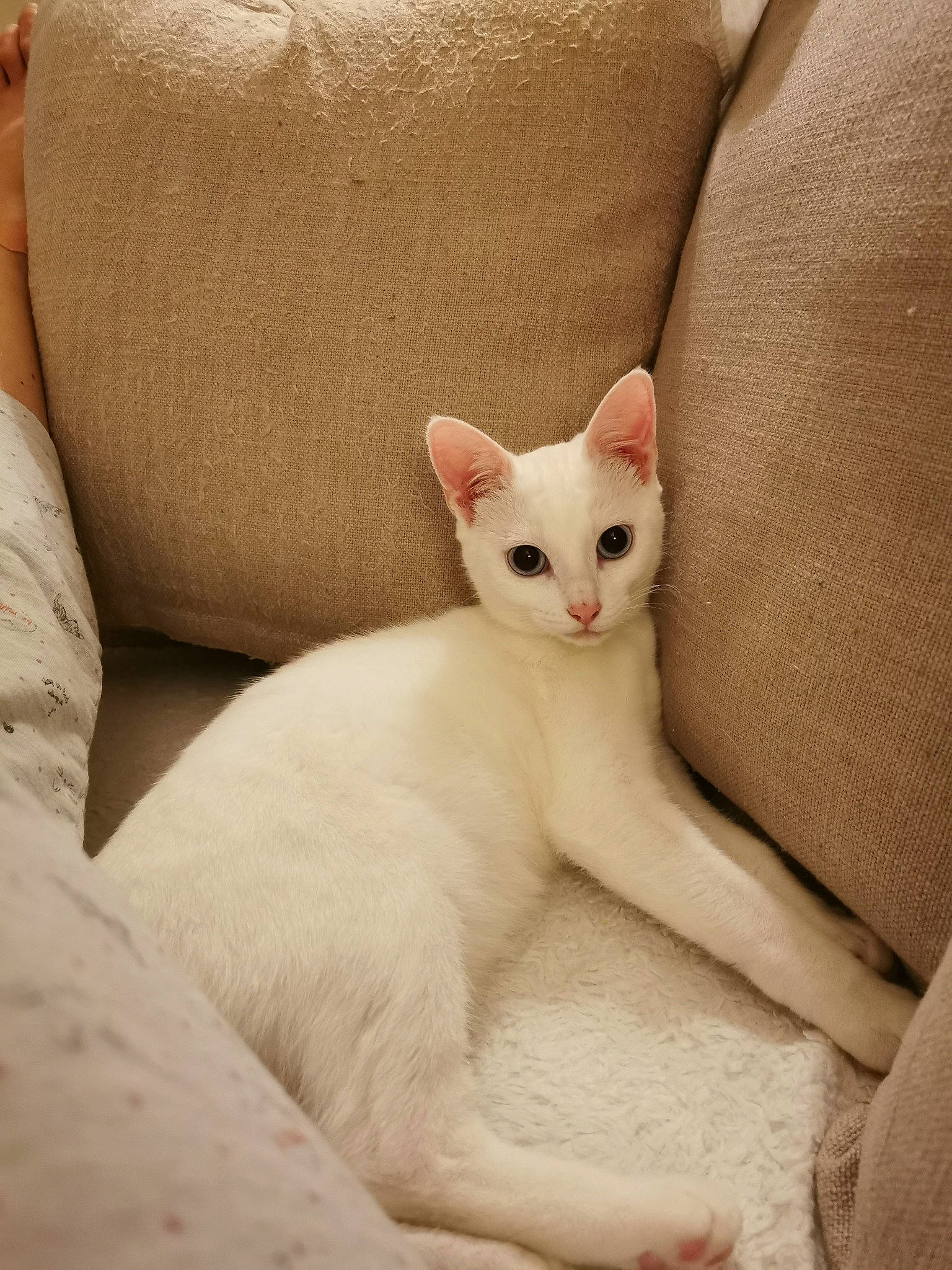 Lily participe au concours pour gagner de l'argent avec cette photo : arabian_mau, asian, burmilla, carnivore, cat, colorpoint_shorthair, cornish_rex, ear, fawn, felidae, javanese, khao_manee, kitten, mammal, small_to_medium_sized_cats, turkish_angora, turkish_van, vertebrate, whiskers