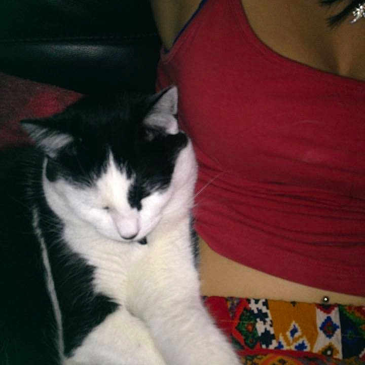Kitty Meow Meow