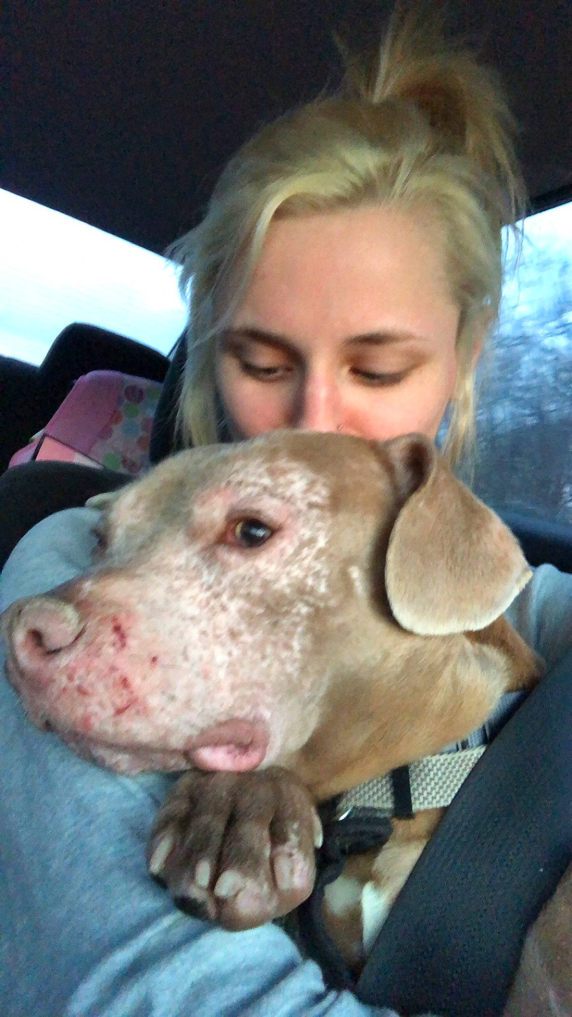 Atreyu is registered to the contest to win money with this photo: american_pit_bull_terrier, canidae, carnivore, dog, dog_breed, ear, fawn, head, jaw, mammal, non_sporting_group, nose, person, pit_bull, snout, sporting_group, weimaraner