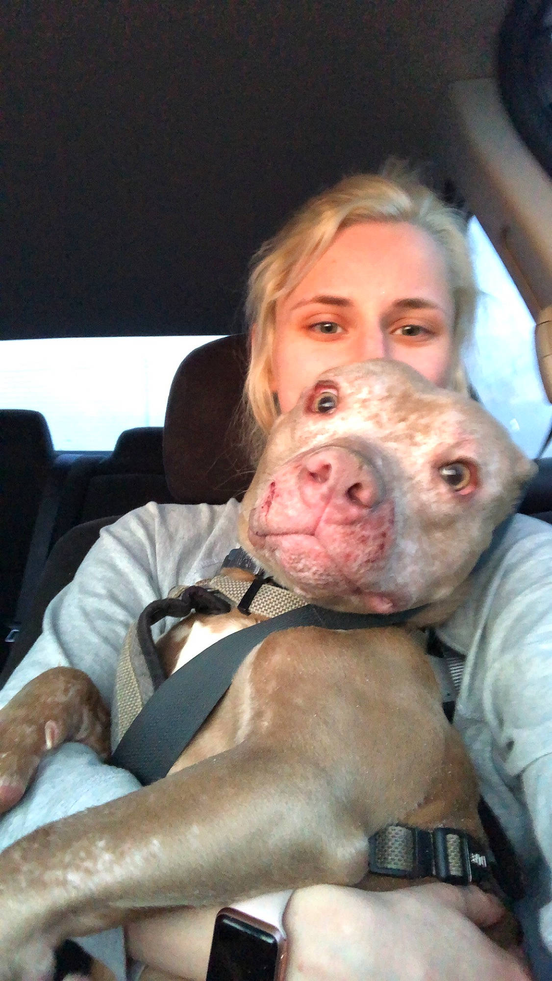 Atreyu is registered to the contest to win money with this photo: american_bulldog, american_pit_bull_terrier, american_staffordshire_terrier, bull_and_terrier, canidae, carnivore, cordoba_fighting_dog, dog, dog_breed, dogo_argentino, fawn, jaw, joy, mouth, non_sporting_group, nose, person, pit_bull, snout, sporting_group