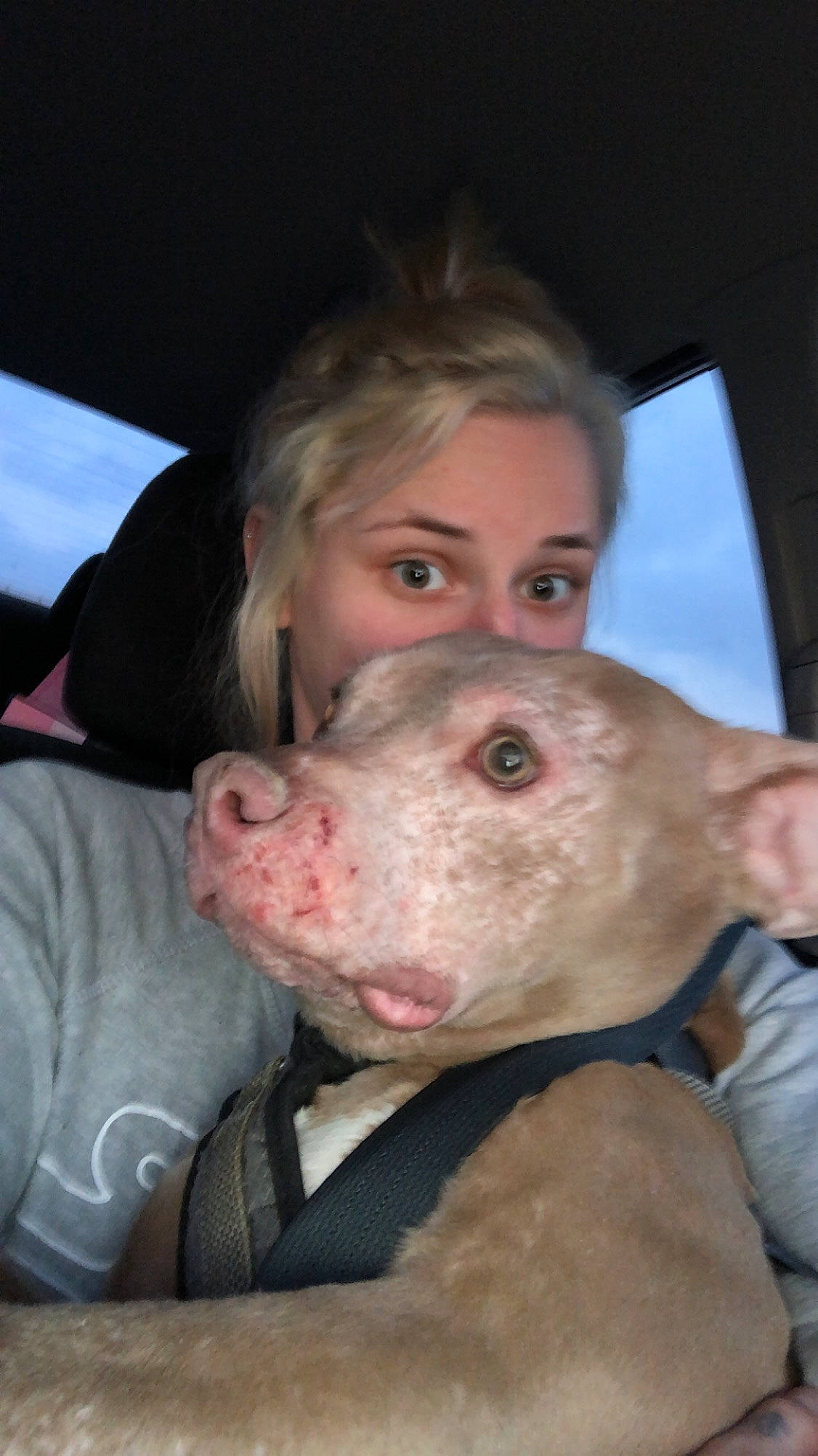 Atreyu joined the competition — help win amazing prizes! american_pit_bull_terrier, bull_and_terrier, canidae, carnivore, dog, dog_breed, ear, fawn, mammal, non_sporting_group, nose, person, pit_bull, snout, sporting_group, weimaraner